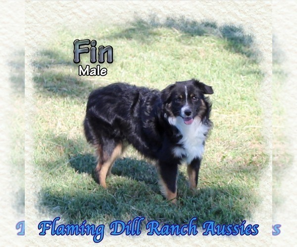 Medium Photo #1 Miniature Australian Shepherd Puppy For Sale in FORESTBURG, TX, USA