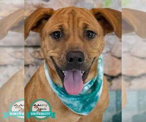 Labrador Retriever-Unknown Mix Dogs for adoption in Kennesaw, GA, USA