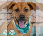 Small Labrador Retriever Mix