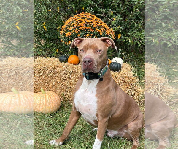 Medium Photo #14 American Pit Bull Terrier-Unknown Mix Puppy For Sale in Germantown, OH, USA