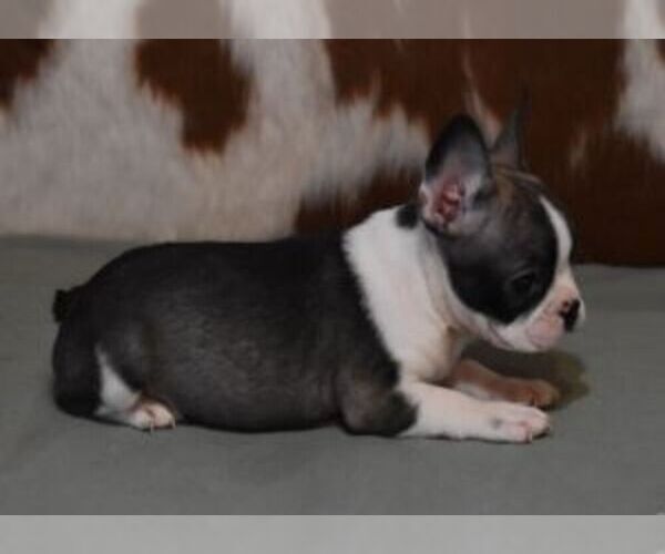 Medium Photo #6 French Bulldog Puppy For Sale in MARSHFIELD, MO, USA