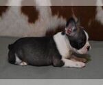 Small #5 French Bulldog