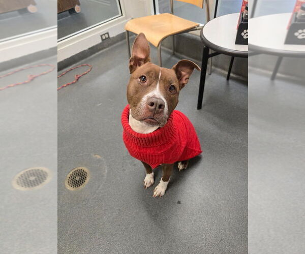 Medium Photo #4 American Pit Bull Terrier Puppy For Sale in Glen Allen, VA, USA