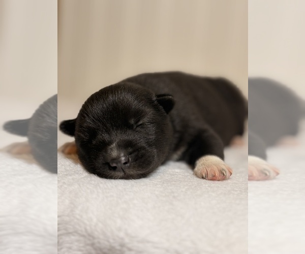 Medium Photo #2 Siberian Husky Puppy For Sale in HEMET, CA, USA