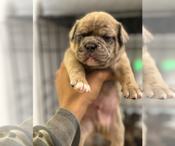 Medium Photo #3 French Bulldog-Olde English Bulldogge Mix Puppy For Sale in CHICAGO, IL, USA