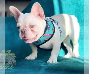 French Bulldog Puppy for sale in BRENTWOOD, CA, USA
