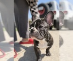 Small #7 French Bulldog