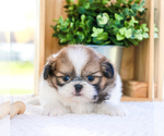 Small Photo #25 Shih Tzu Puppy For Sale in SYRACUSE, IN, USA