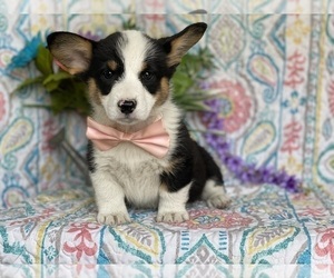 Pembroke Welsh Corgi Puppy for sale in LANCASTER, PA, USA