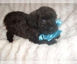 YorkiePoo Puppy for sale in JACKSON, MS, USA