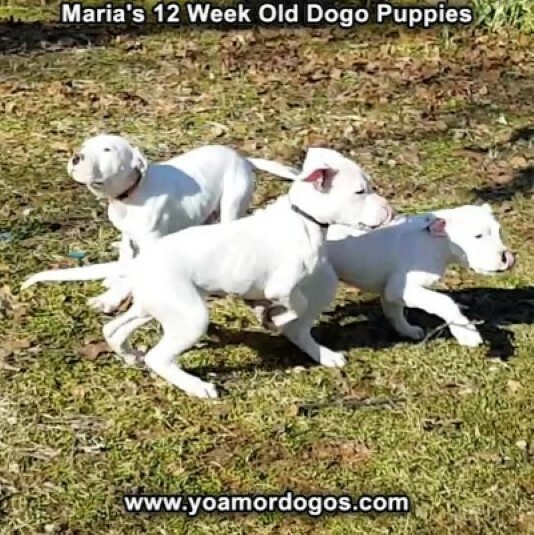 Medium Photo #64 Dogo Argentino Puppy For Sale in PINEVILLE, MO, USA