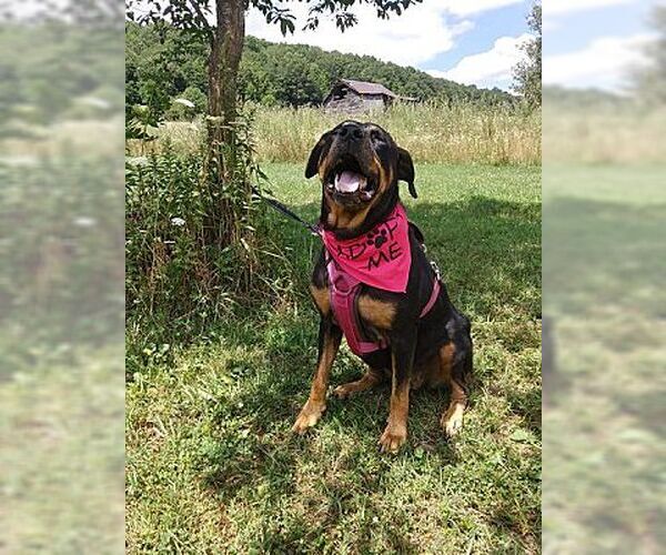 Medium Photo #2 Rottweiler Puppy For Sale in Westminster, MD, USA