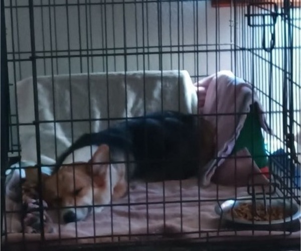 Medium Photo #1 Pembroke Welsh Corgi Puppy For Sale in OROVILLE, CA, USA