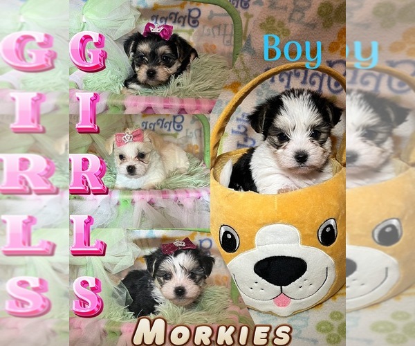 Medium Photo #1 Morkie Puppy For Sale in SPRINGFIELD, TN, USA