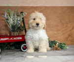 Small Photo #12 Goldendoodle (Miniature) Puppy For Sale in WOLCOTTVILLE, IN, USA