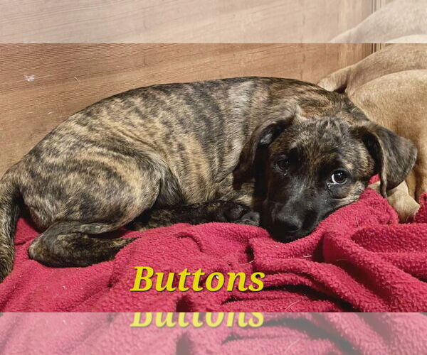 Medium Photo #6 Boxador Puppy For Sale in Woodbury, NY, USA