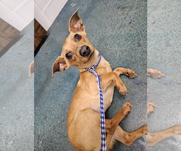 Medium Photo #1 Chiweenie Puppy For Sale in Chico, CA, USA
