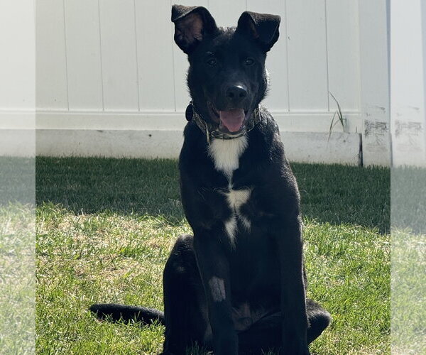 Medium Photo #5 Border Collie-Unknown Mix Puppy For Sale in Fargo, ND, USA