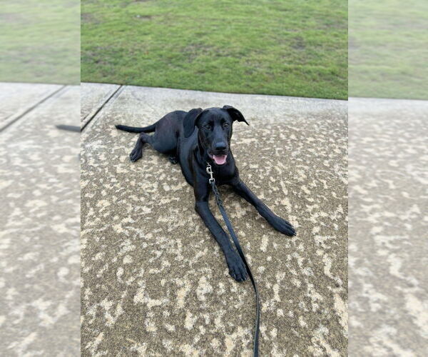 Medium Photo #4 Doberman Pinscher-Unknown Mix Puppy For Sale in Bullard, TX, USA