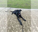 Small #3 Doberman Pinscher Mix