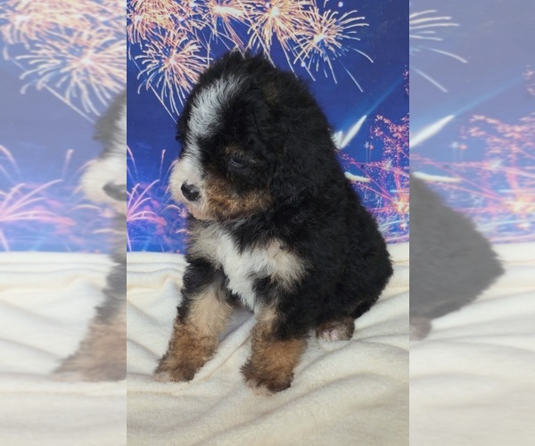 Medium Photo #3 Australian Shepherd-Poodle (Toy) Mix Puppy For Sale in AZLE, TX, USA