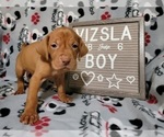 Small Photo #2 Vizsla Puppy For Sale in NEW YORK MILLS, MN, USA