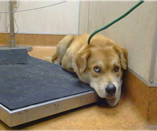 Medium Photo #1 American Pit Bull Terrier-Unknown Mix Puppy For Sale in Sacramento, CA, USA