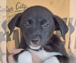 Small #6 Australian Shepherd Mix