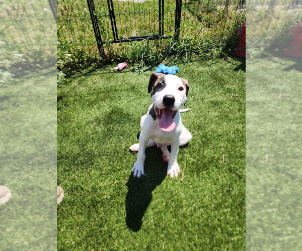Medium Photo #7 Mutt Puppy For Sale in Evansville, IN, USA