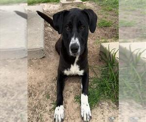 Labrador Retriever-Unknown Mix Dogs for adoption in Conroe, TX, USA