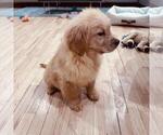 Small #9 Golden Retriever