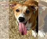 Small #2 Beagle Mix