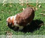 Small #2 Saint Bernard