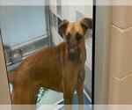 Small German Shepherd Dog Mix