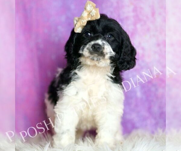 Medium Photo #68 Cavapoo (Miniature) Puppy For Sale in WARSAW, IN, USA