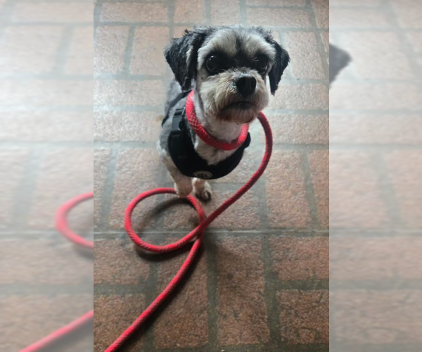 Medium Photo #1 Shih Tzu-Unknown Mix Puppy For Sale in Cranston, RI, USA