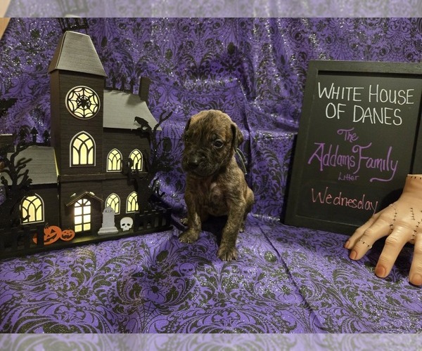 Medium Photo #1 Great Dane Puppy For Sale in BATAVIA, NY, USA