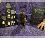 Puppy Wednesday Great Dane