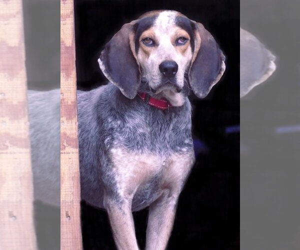 Medium Photo #1 Bluetick Coonhound-Unknown Mix Puppy For Sale in Monterey, VA, USA