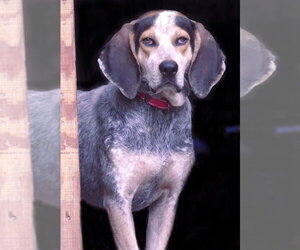 Bluetick Coonhound-Unknown Mix Dogs for adoption in Monterey, VA, USA