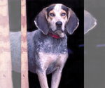 Hooch - Sponsored! - Male Bluetick Coonhound-Unknown Mix Dog for Adoption - Small photo
