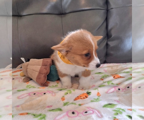 Medium Photo #5 Pembroke Welsh Corgi Puppy For Sale in ARROYO GRANDE, CA, USA