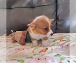Small #4 Pembroke Welsh Corgi