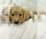 Puppy Puppy 7 Aussiedoodle-Goldendoodle Mix