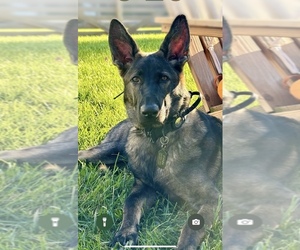 German Shepherd Dog Puppy for sale in BALTIMORE, MD, USA