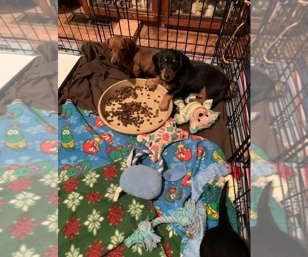 Medium Photo #3 Dachshund Puppy For Sale in RIDGEFIELD, WA, USA