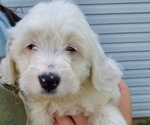 Small #8 Bernedoodle (Miniature)