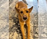 Small #17 Chow Chow-Rat Terrier Mix