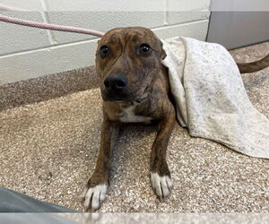 Labrador Retriever-Unknown Mix Dogs for adoption in Pueblo, CO, USA