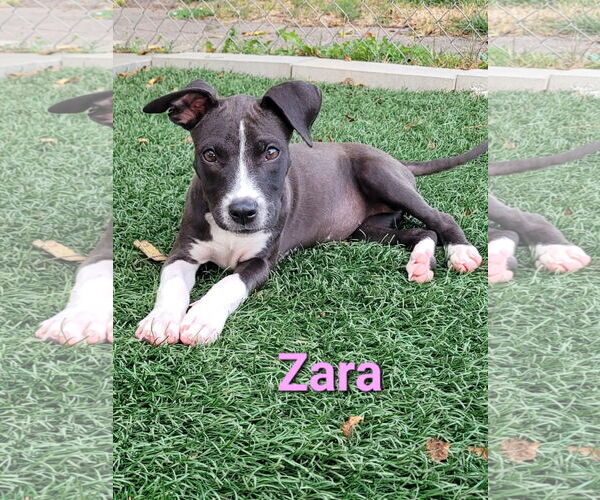 Medium Photo #3 American Pit Bull Terrier-Unknown Mix Puppy For Sale in Des Moines, IA, USA
